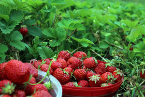 Mimmi Kotka: Midsommarhälsningar!